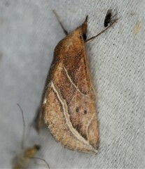 Phyprosopus callitrichoides