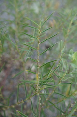 Indigofera linifolia