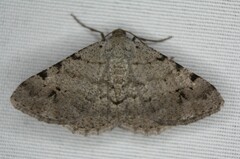 Frederickia nigricomma