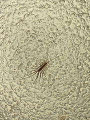 Scutigera coleoptrata