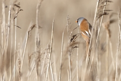 Panurus biarmicus
