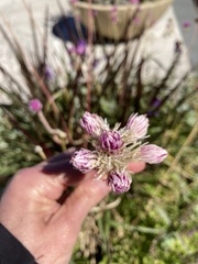 Gomphrena pulchella