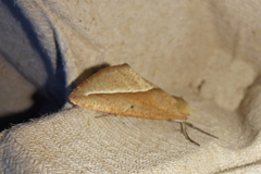 Compsoptera opacaria