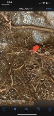 Trombidioidea