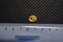 Littorina obtusata