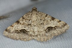 Frederickia s-signata