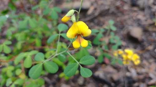 Image of Clover-Leaved Poison (Goodia lotifolia) by no rights reserved