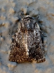 Protorthodes alfkenii