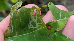 Caloptilia triadicae
