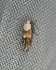 Mompha murtfeldtella