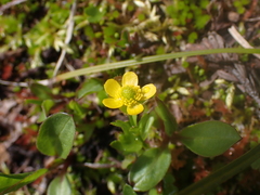 Ranunculus eschscholtzii