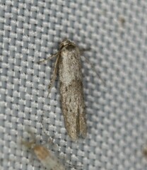 Blastobasis glandulella