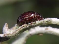 Chrysolina americana