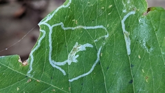 Caloptilia triadicae