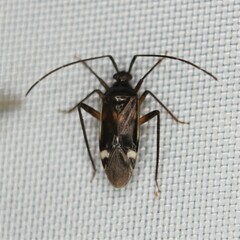 Eustictus