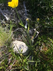 Ranunculus abnormis