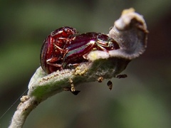 Chrysolina americana