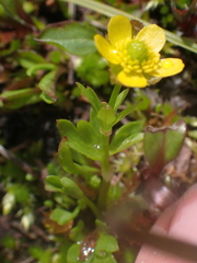 Ranunculus eschscholtzii