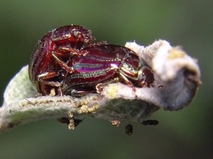 Chrysolina americana