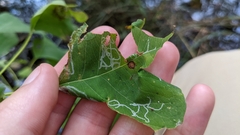 Caloptilia triadicae