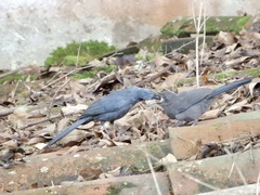 Melanotis caerulescens