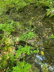 Thalictrum pubescens