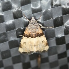 Cobubatha dividua