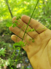 Thalictrum pubescens