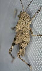 Spharagemon cristatum