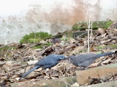 Melanotis caerulescens