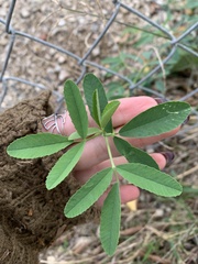 Melilotus albus