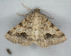 Frederickia s-signata