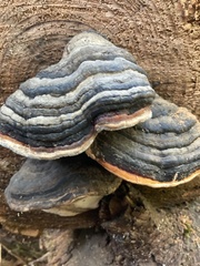 Fomitopsis pinicola