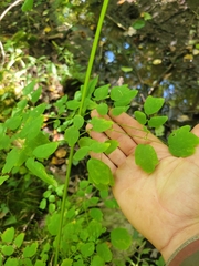 Thalictrum pubescens