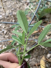 Melilotus albus