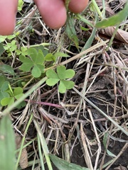 Oxalis dillenii