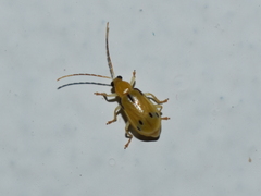 Diabroticina