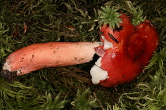 Russula peckii