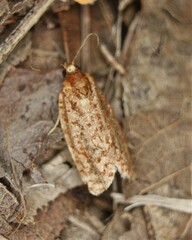 Choristoneura houstonana