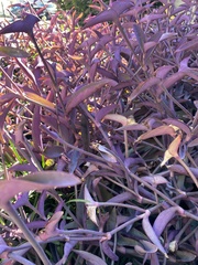 Tradescantia pallida