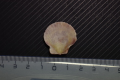 Aequipecten opercularis