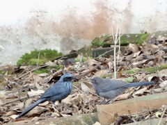 Melanotis caerulescens