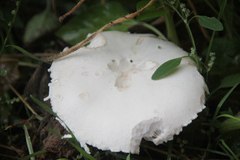 Leucoagaricus leucothites