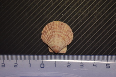 Aequipecten opercularis