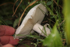 Leucoagaricus leucothites