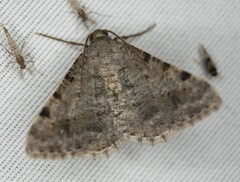 Frederickia nigricomma