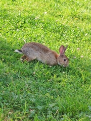 Oryctolagus cuniculus