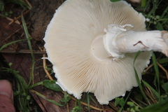 Leucoagaricus leucothites