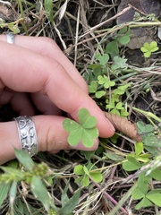 Oxalis dillenii