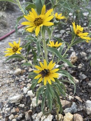 Bombus sonorus
